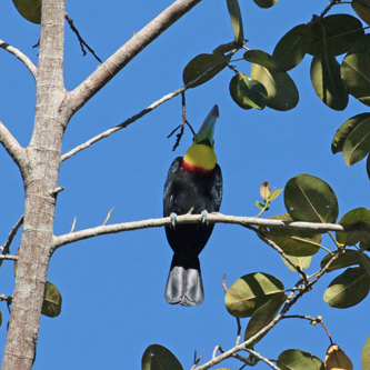 Keel-billed Toucan